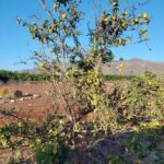 🍃HERMOSA PARCELA EN VENTA - 6.800m2, Condominio Don Osvaldo, Pan de Azúcar, Coquimbo.