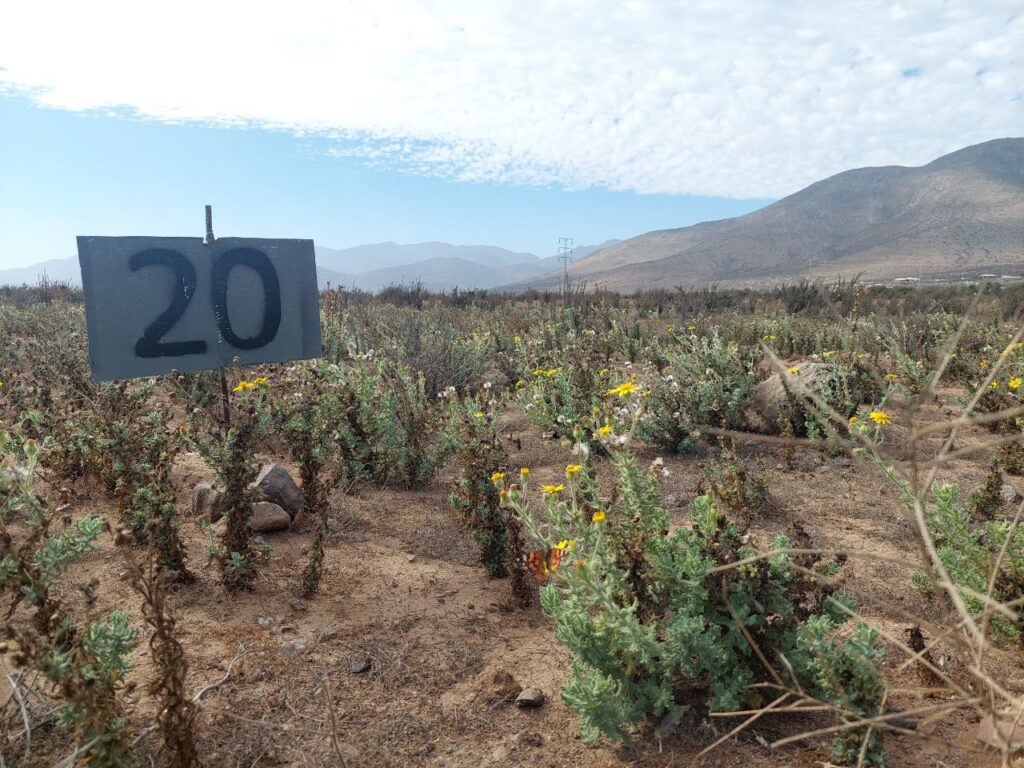 Terrenos 100 % planos!! - VENTA