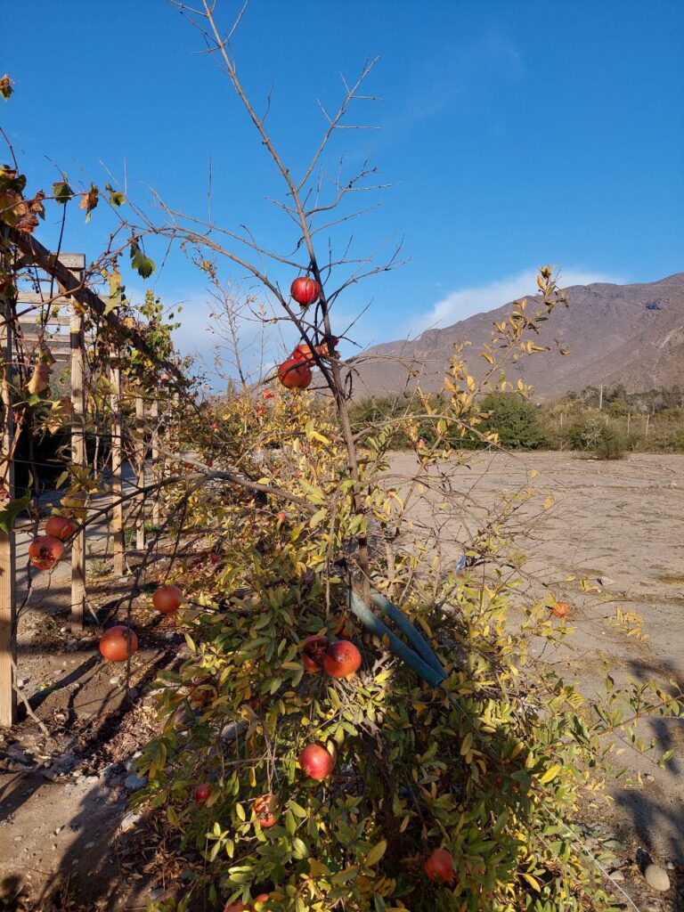 Espectacular terreno en venta! - El Molle