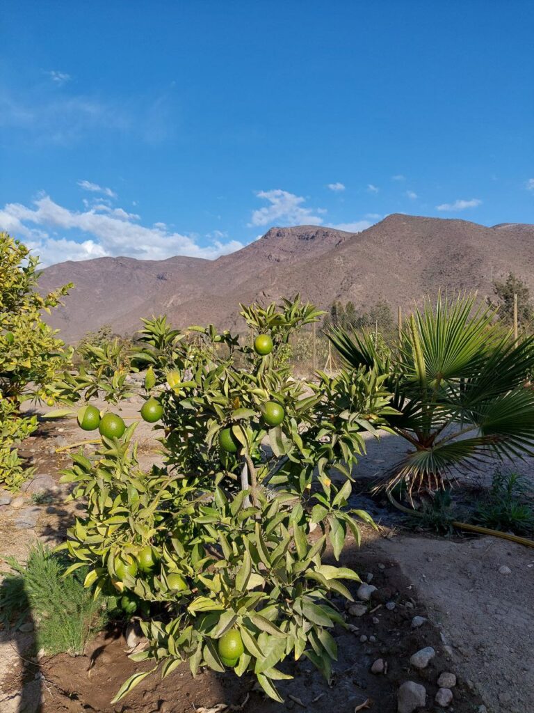 Espectacular terreno en venta! - El Molle