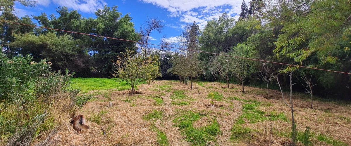 💥 Preciosa Parcela 100% plana en Venta - LAS ROJAS, VALLE DEL ELQUI.