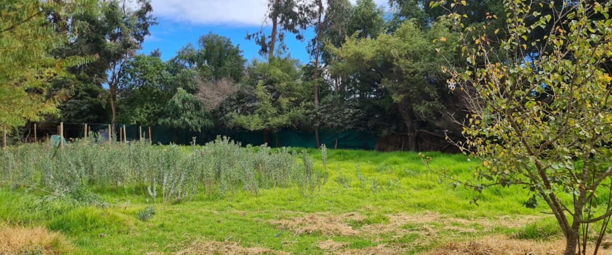 💥 Preciosa Parcela 100% plana en Venta - LAS ROJAS, VALLE DEL ELQUI.