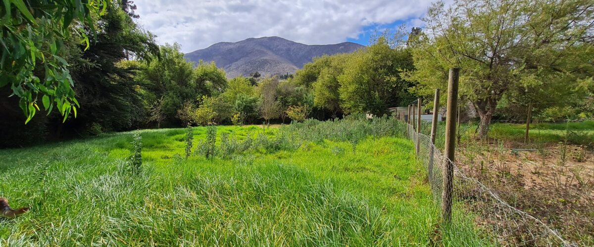 💥 Preciosa Parcela 100% plana en Venta - LAS ROJAS, VALLE DEL ELQUI.