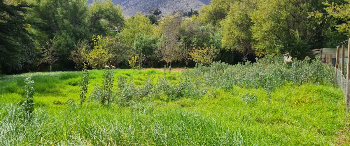 💥 Preciosa Parcela 100% plana en Venta - LAS ROJAS, VALLE DEL ELQUI.