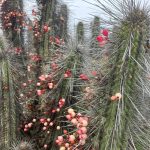 🌅 SE VENDE TERRENO EN CONDOMINIO BAHÍA DE ROCAS | ARRAYÁN COSTERO