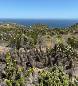 TERRENO CON VISTA AL OCÉANO EN BAHÍA DE ROCAS – SECTOR ARRAYÁN COSTERO