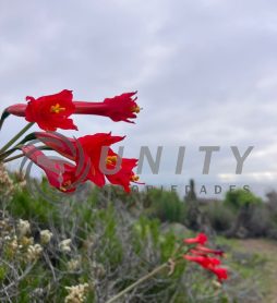 TERRENO CON VISTA AL OCÉANO EN BAHÍA DE ROCAS – SECTOR ARRAYÁN COSTERO