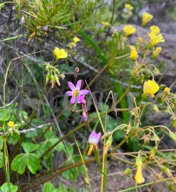 TERRENO CON VISTA AL OCÉANO EN BAHÍA DE ROCAS – SECTOR ARRAYÁN COSTERO
