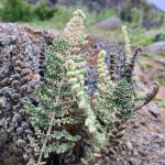 🌅 SE VENDE TERRENO EN CONDOMINIO BAHÍA DE ROCAS | ARRAYÁN COSTERO