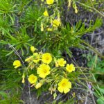 🌅 SE VENDE TERRENO EN CONDOMINIO BAHÍA DE ROCAS | ARRAYÁN COSTERO