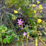 🌅 SE VENDE TERRENO EN CONDOMINIO BAHÍA DE ROCAS | ARRAYÁN COSTERO