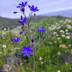 🌅 SE VENDE TERRENO EN CONDOMINIO BAHÍA DE ROCAS | ARRAYÁN COSTERO