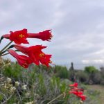 🌅 SE VENDE TERRENO EN CONDOMINIO BAHÍA DE ROCAS | ARRAYÁN COSTERO
