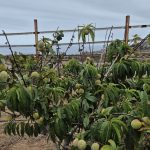 🌿✨ Parcela de agrado con vista al mar — Gran oportunidad de inversión