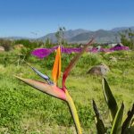 🏘️ Hermosa parcela en venta – San José de Bellavista, Las Rojas | La Serena.