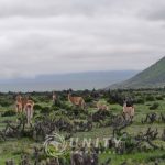 🌵 PROYECTO TURÍSTICO EN VENTA TRES ISLAS, PUNTA DE CHOROS 🌊