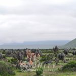 🌵 PROYECTO TURÍSTICO EN VENTA TRES ISLAS, PUNTA DE CHOROS 🌊