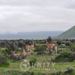 🌵 PROYECTO TURÍSTICO EN VENTA TRES ISLAS, PUNTA DE CHOROS 🌊