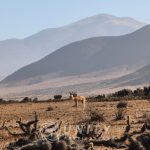 🌵 PROYECTO TURÍSTICO EN VENTA TRES ISLAS, PUNTA DE CHOROS 🌊