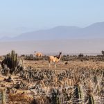 🌵 PROYECTO TURÍSTICO EN VENTA TRES ISLAS, PUNTA DE CHOROS 🌊