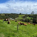 Terreno de 303,64 Hectáreas en Venta | Quichitué, Ancud – Chiloé