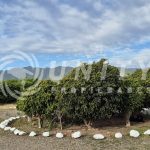 PARCELA CON CASA EN VENTA | PAN DE AZÚCAR, COQUIMBO.