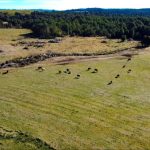Terreno de 303,64 Hectáreas en Venta | Quichitué, Ancud – Chiloé